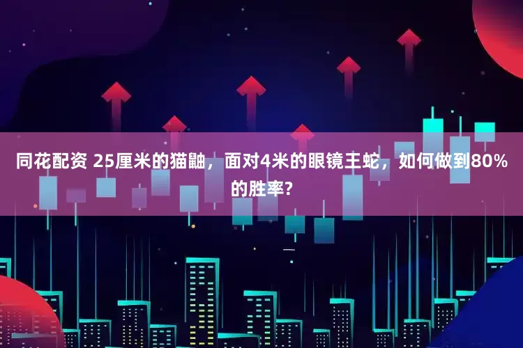 同花配资 25厘米的猫鼬，面对4米的眼镜王蛇，如何做到80%的胜率?