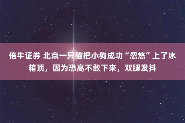 倍牛证券 北京一只猫把小狗成功“忽悠”上了冰箱顶，因为恐高不敢下来，双腿发抖